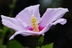 木槿