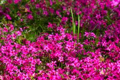 Pink & Green