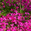 Pink & Green