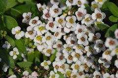 置かれた場所で咲きなさい