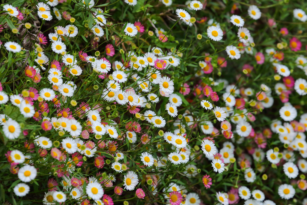 賑やかで楽しそう