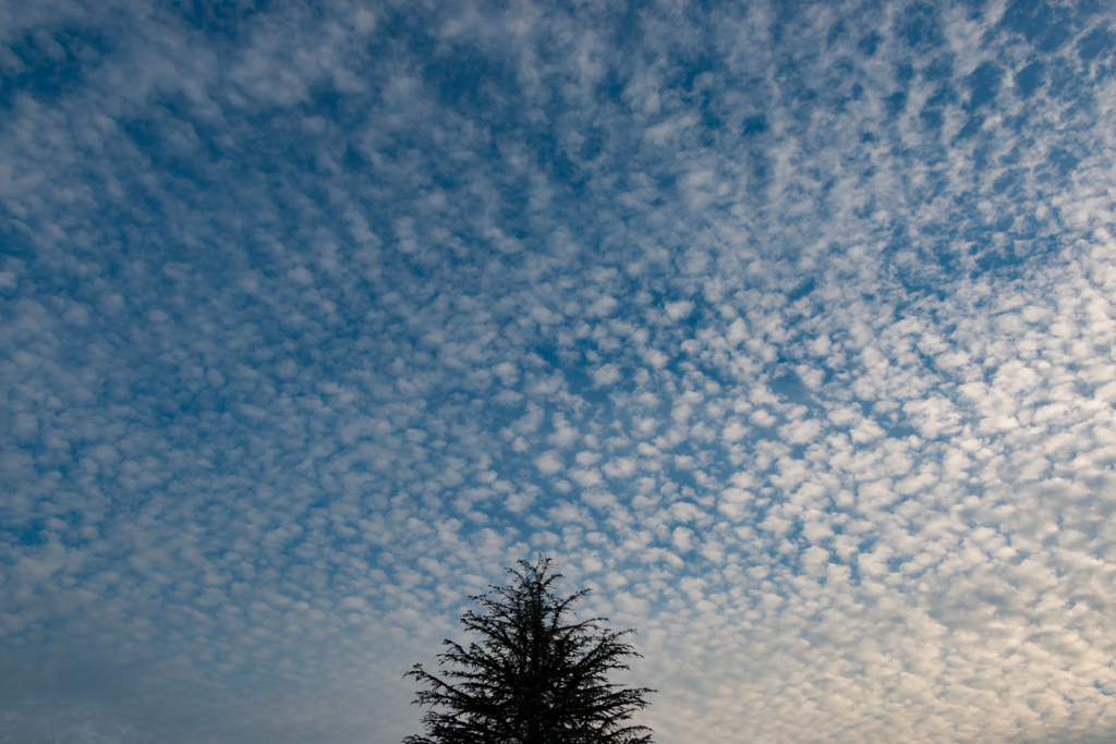 ヒマラヤスギとうろこ雲