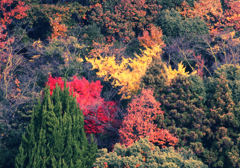 宮山紅葉