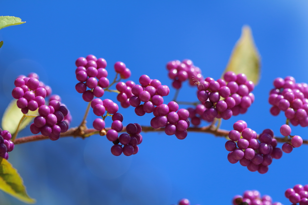 この～実 何の実 気になる実 ♪