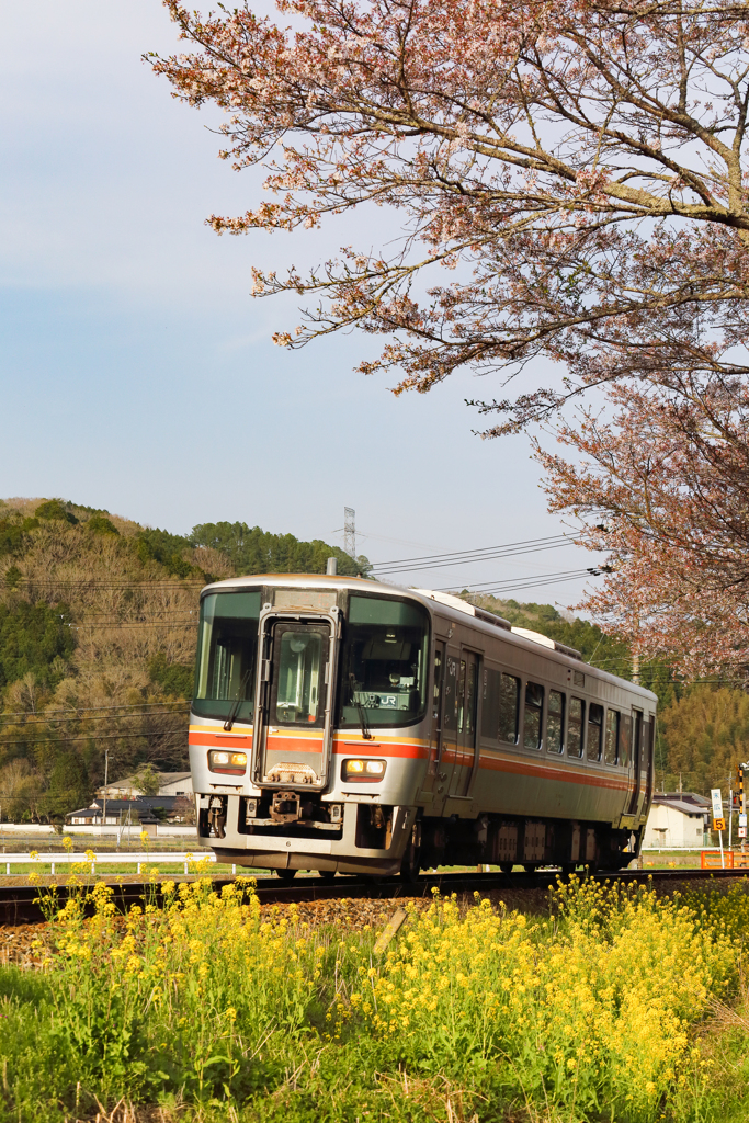 桜と列車と菜の花と