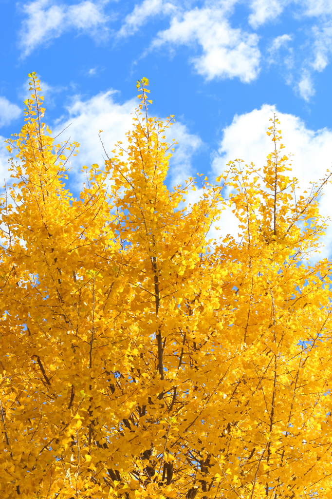 黄色・白・水色