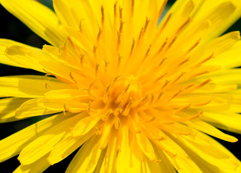 Dandelion