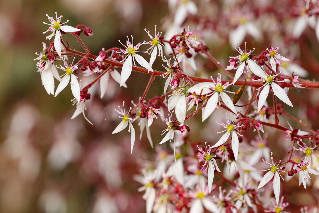 ユキノシタの花