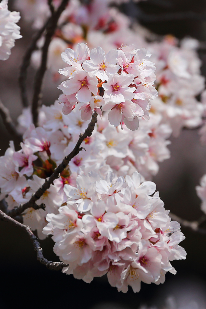 桜 いいとこ取り