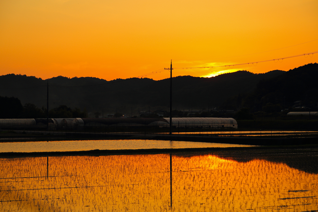 夕焼～け小焼け～の赤田んぼ～ ♪