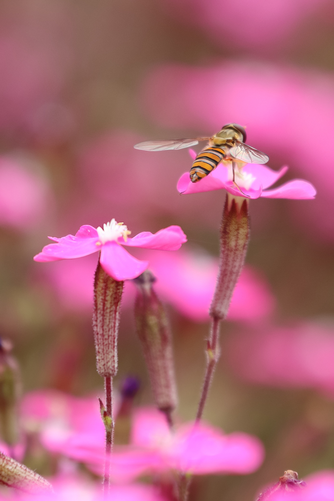芝桜にハナアブ