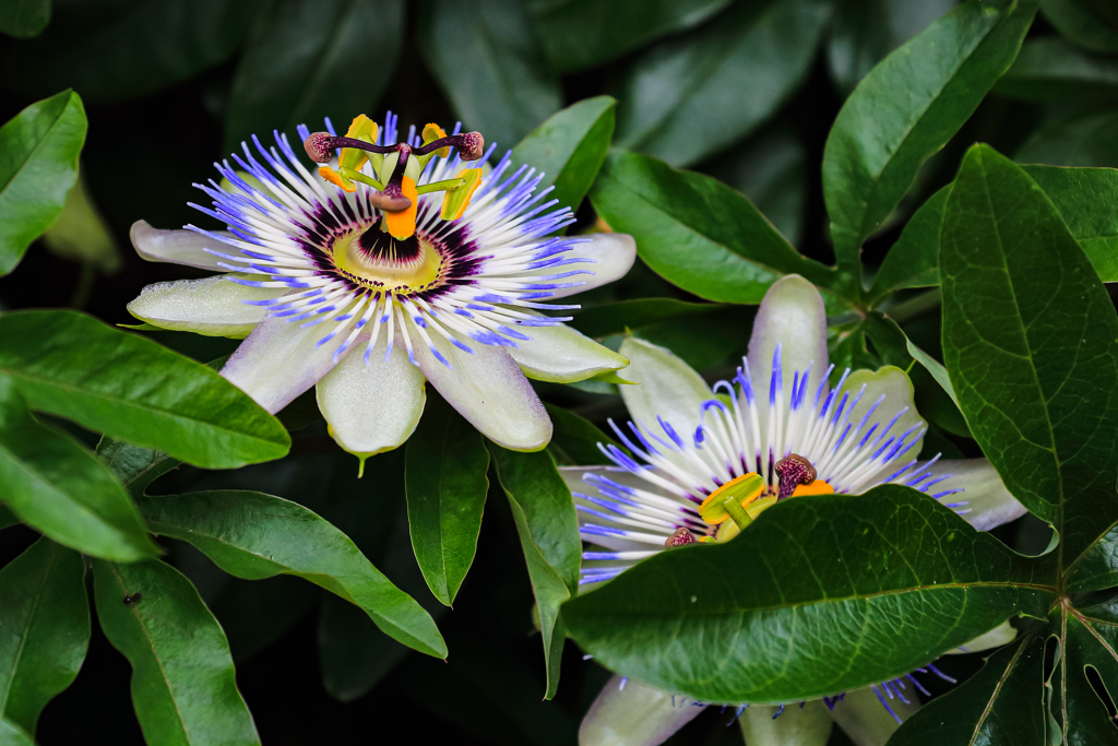 まだまだ咲きます時計草