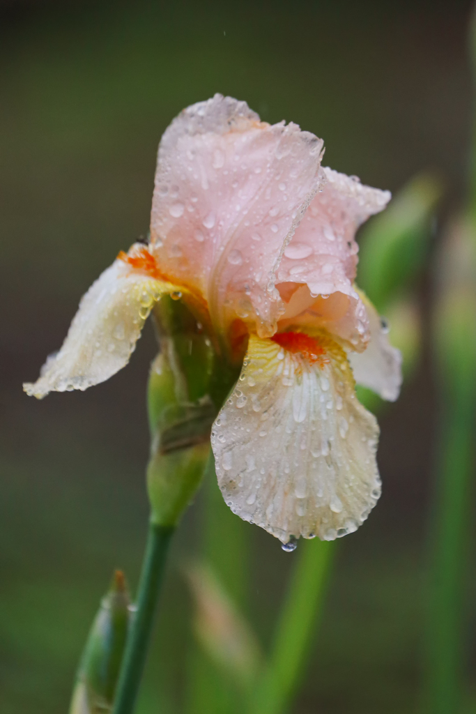雨 雨 降れ 降れ も～っと降れ ♪