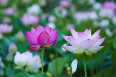 極楽花