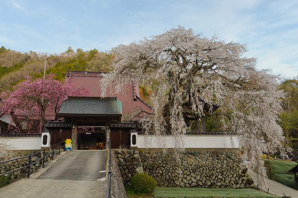 光福寺の大糸桜