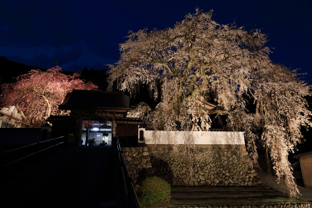 大糸桜のライトアップ