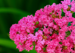 百日紅の花