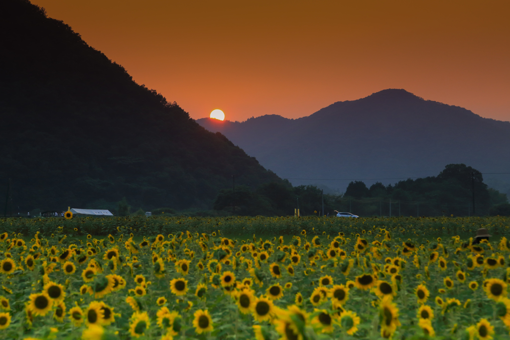 ひまわりと夕陽