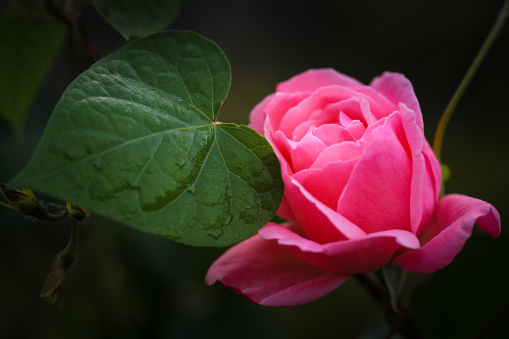 ピンクの薔薇とハート