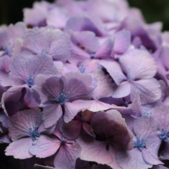 雨の日は紫陽花②