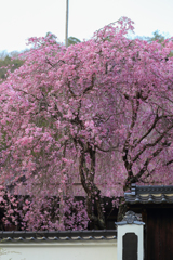 光福寺の紅枝垂れ桜
