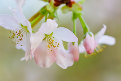 癒しの山桜