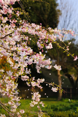 桜 花びら 散る前に 咲いているうちに