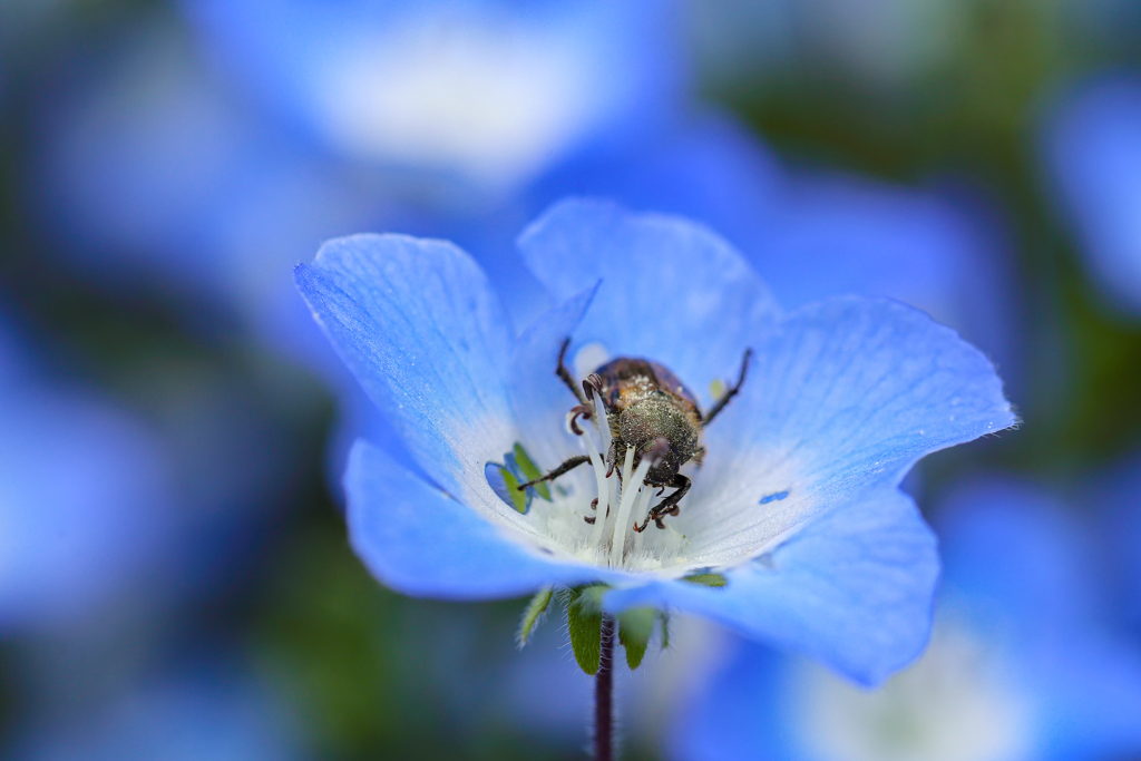 蒼の世界に迷い込んだ黄金虫