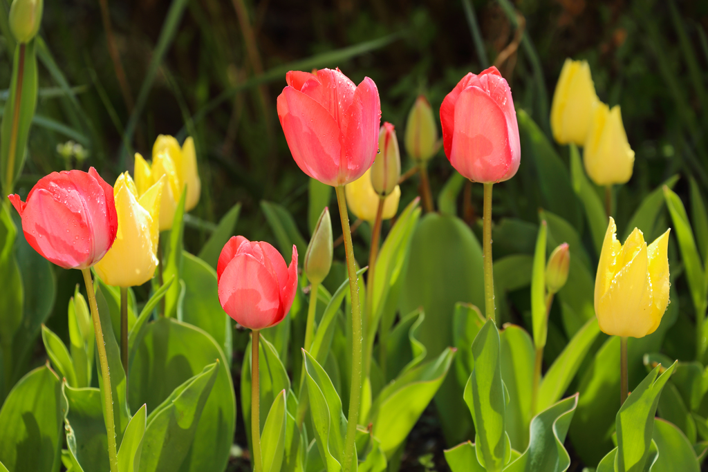 咲いた咲いた赤・〇・黄色