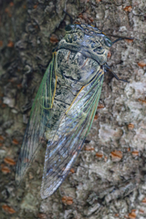 死刑だ！cicada