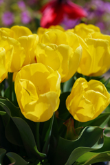 元気の出るYellow Tulips