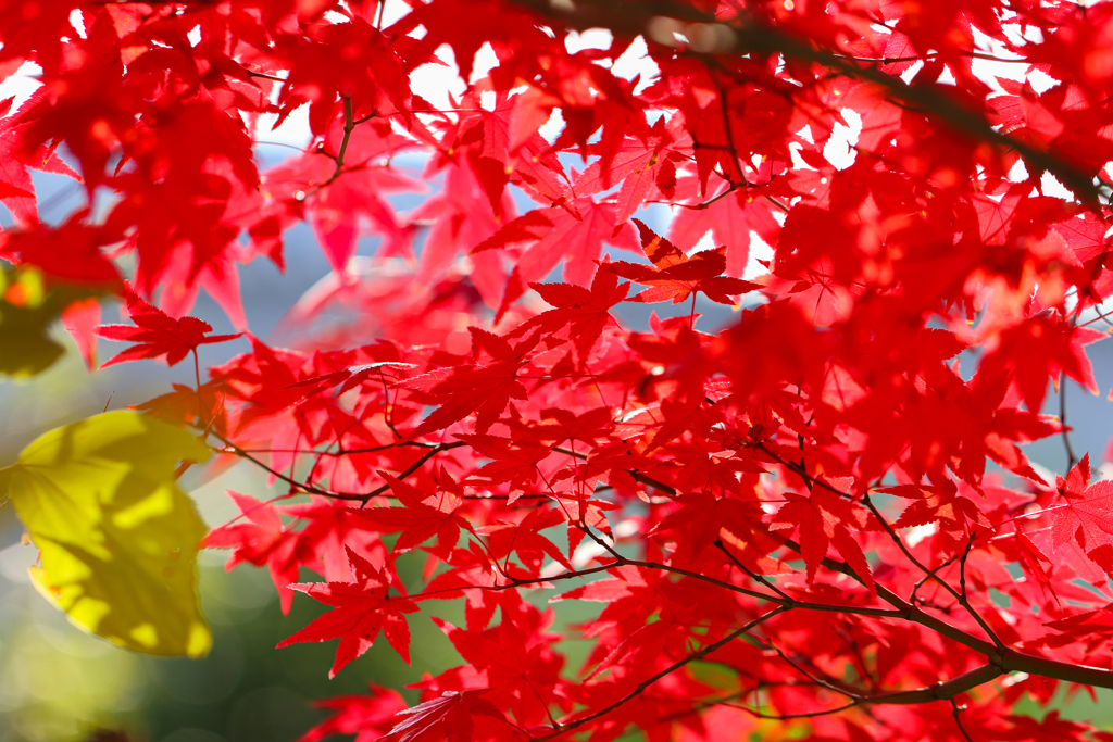 近所の紅葉 ①