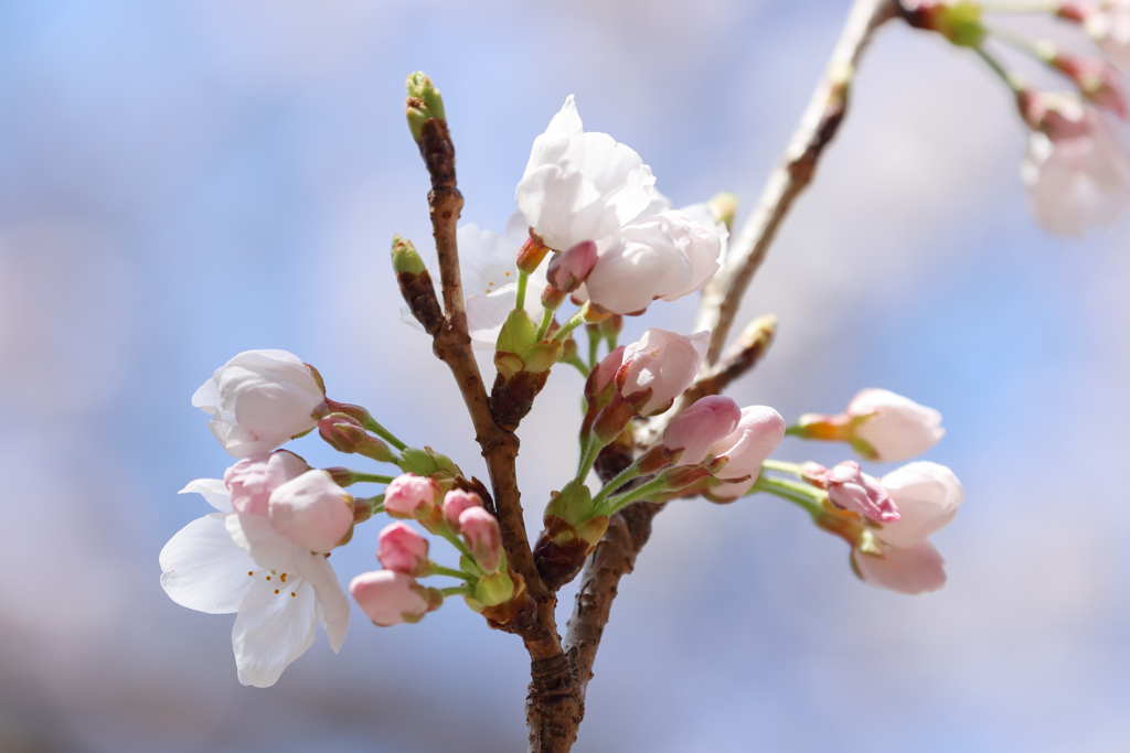 ほんのり桜色