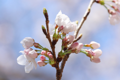 ほんのり桜色