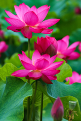 Red Lotus