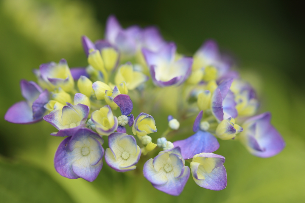 産まれたばかりの紫陽花