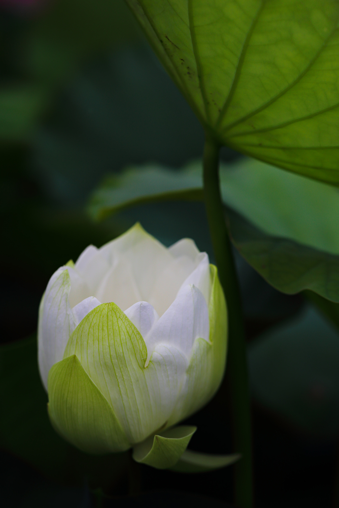 真綿色した蓮の花