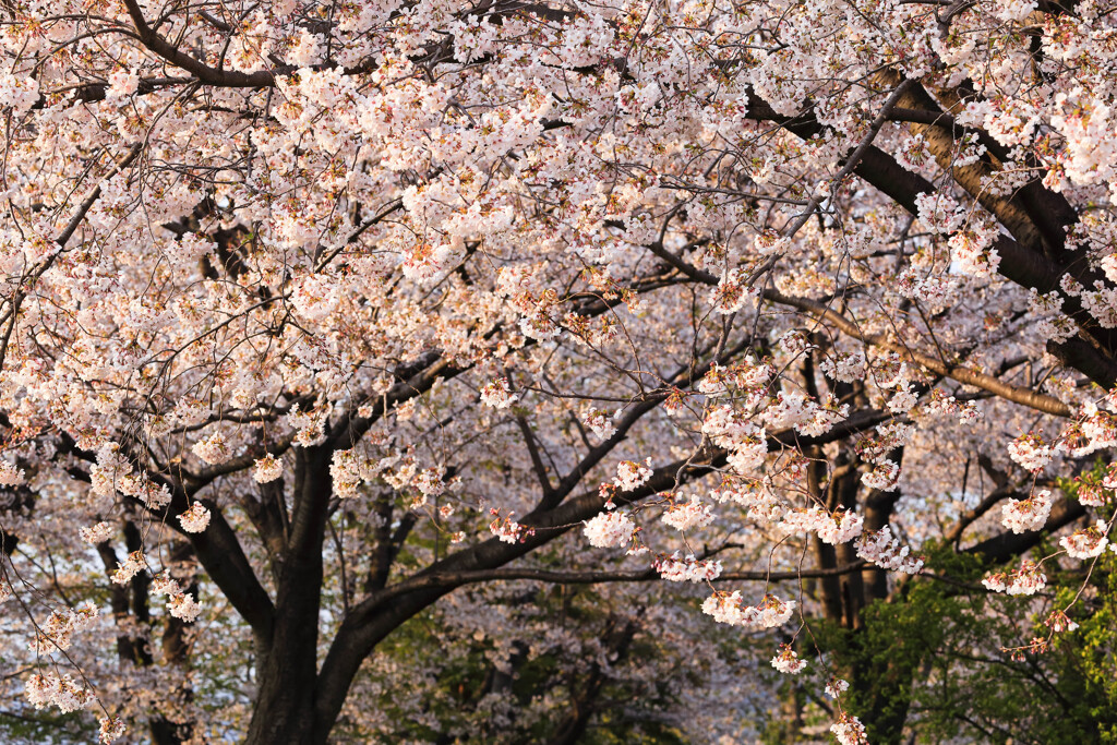 桜並木