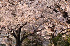 桜並木
