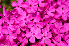 芝桜は楽し気なれど…