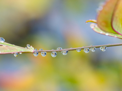 雨上がりの朝