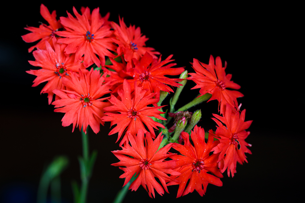 花火のように