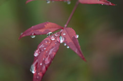 雨上がり
