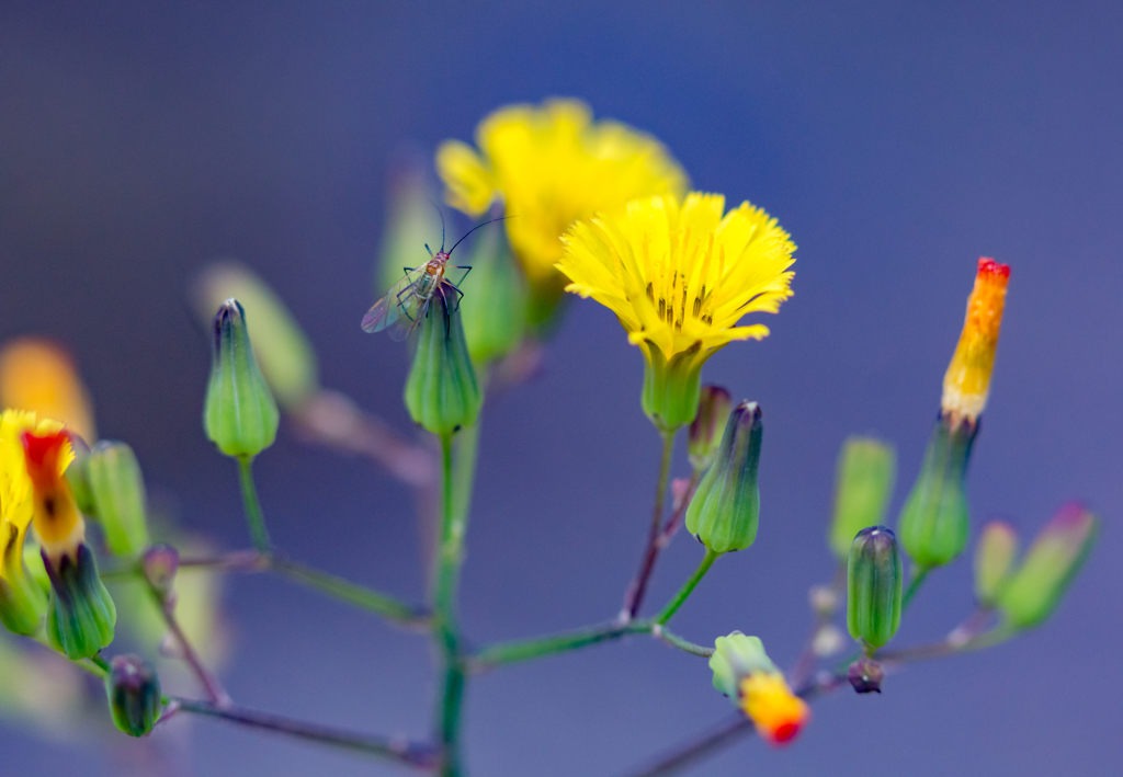 虫も花を愛でる