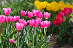 Spring Angels