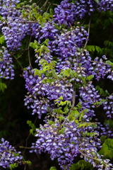 ふ～じは日本一の花 ♪ ？