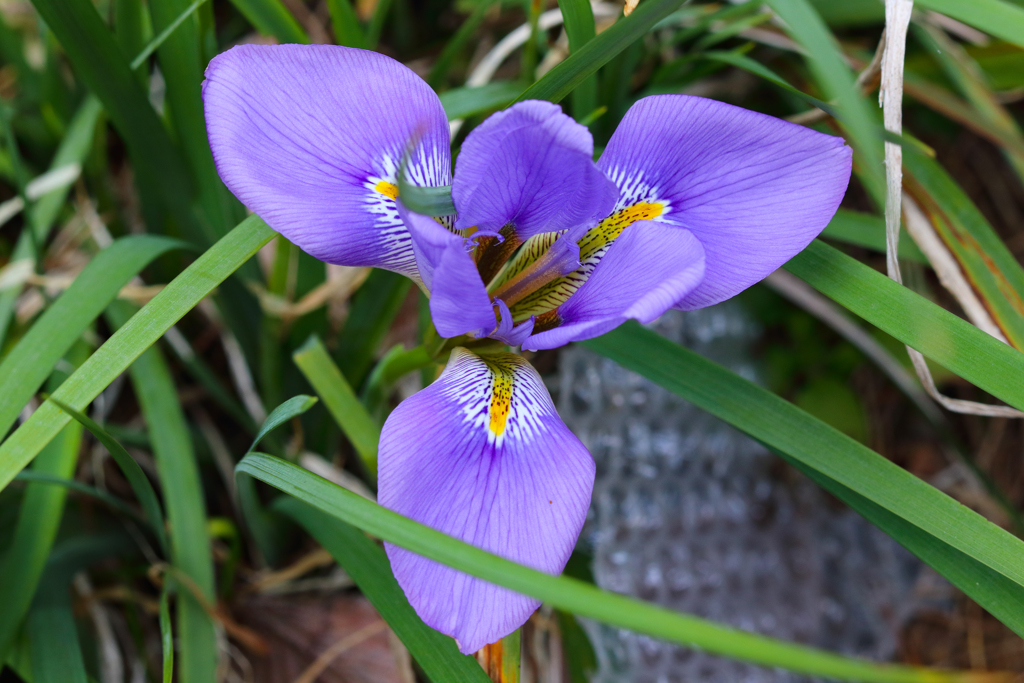カンザキアヤメ（寒咲菖蒲）