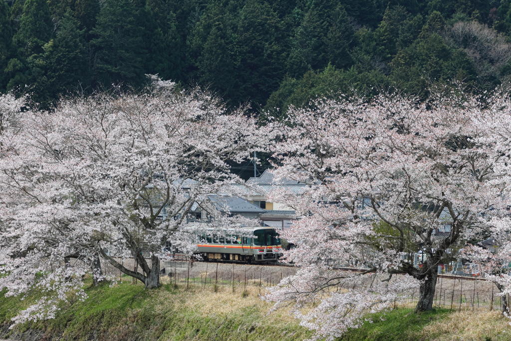 桜電車