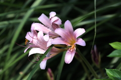 ピンクの花