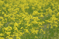 小さな菜の花畑